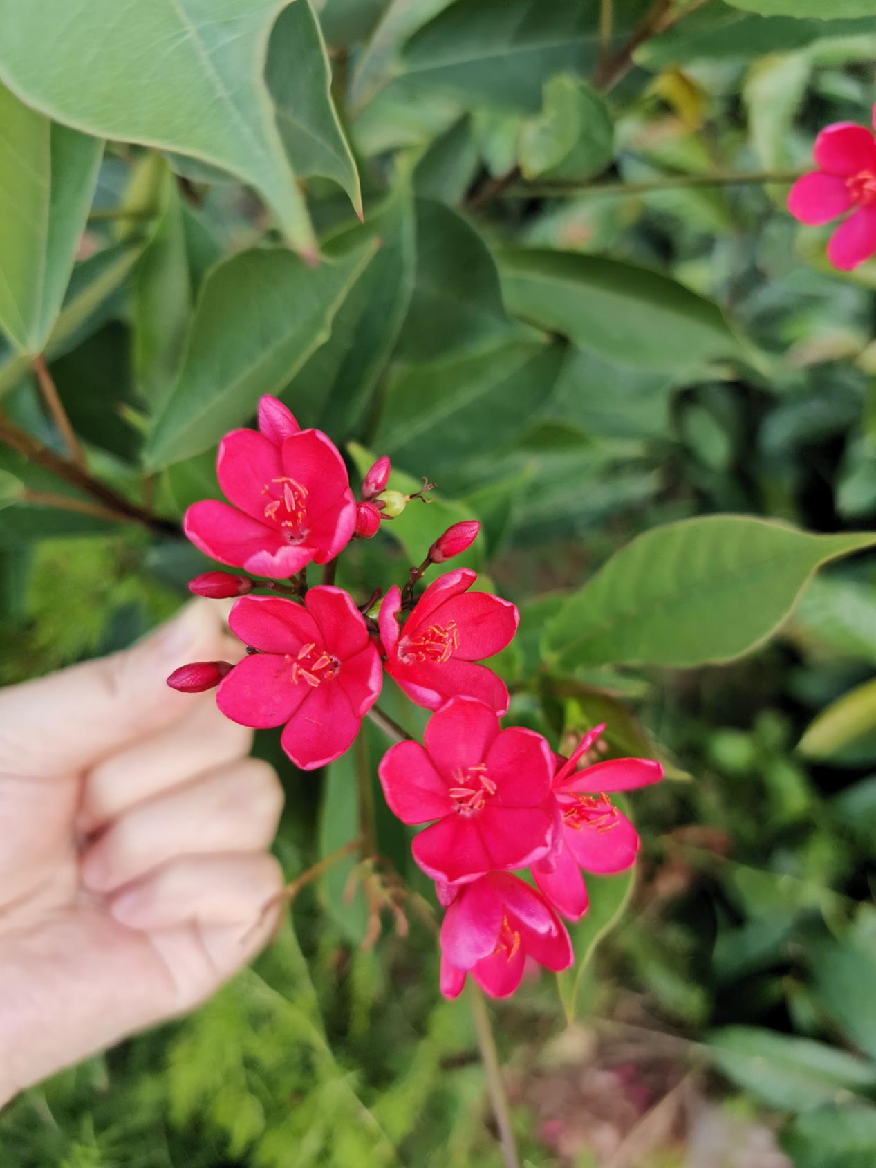 Do-you-want-to-know-the-camera-perfomance-of-HONOR-20-pro-Here-are