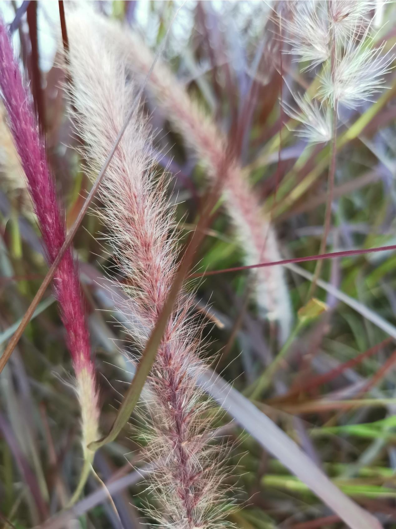 Do-you-want-to-know-the-camera-perfomance-of-HONOR-20-pro-Here-are