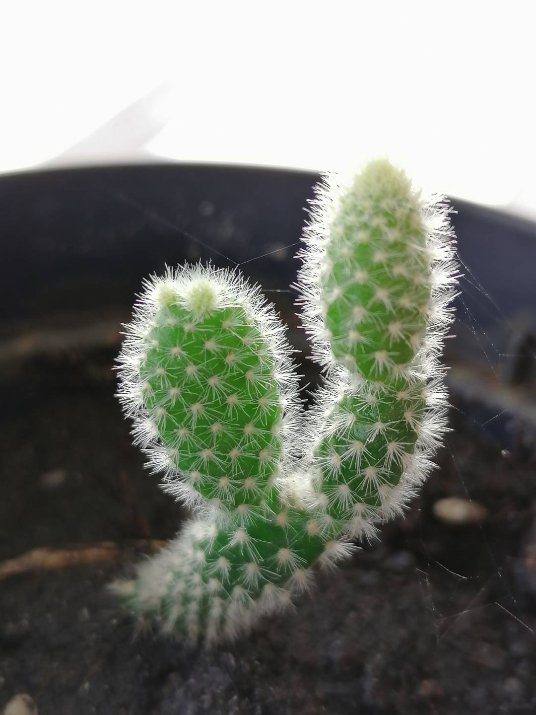 Review-Honor-9X---An-Upgrade-that-Honorian-wants-Part-2