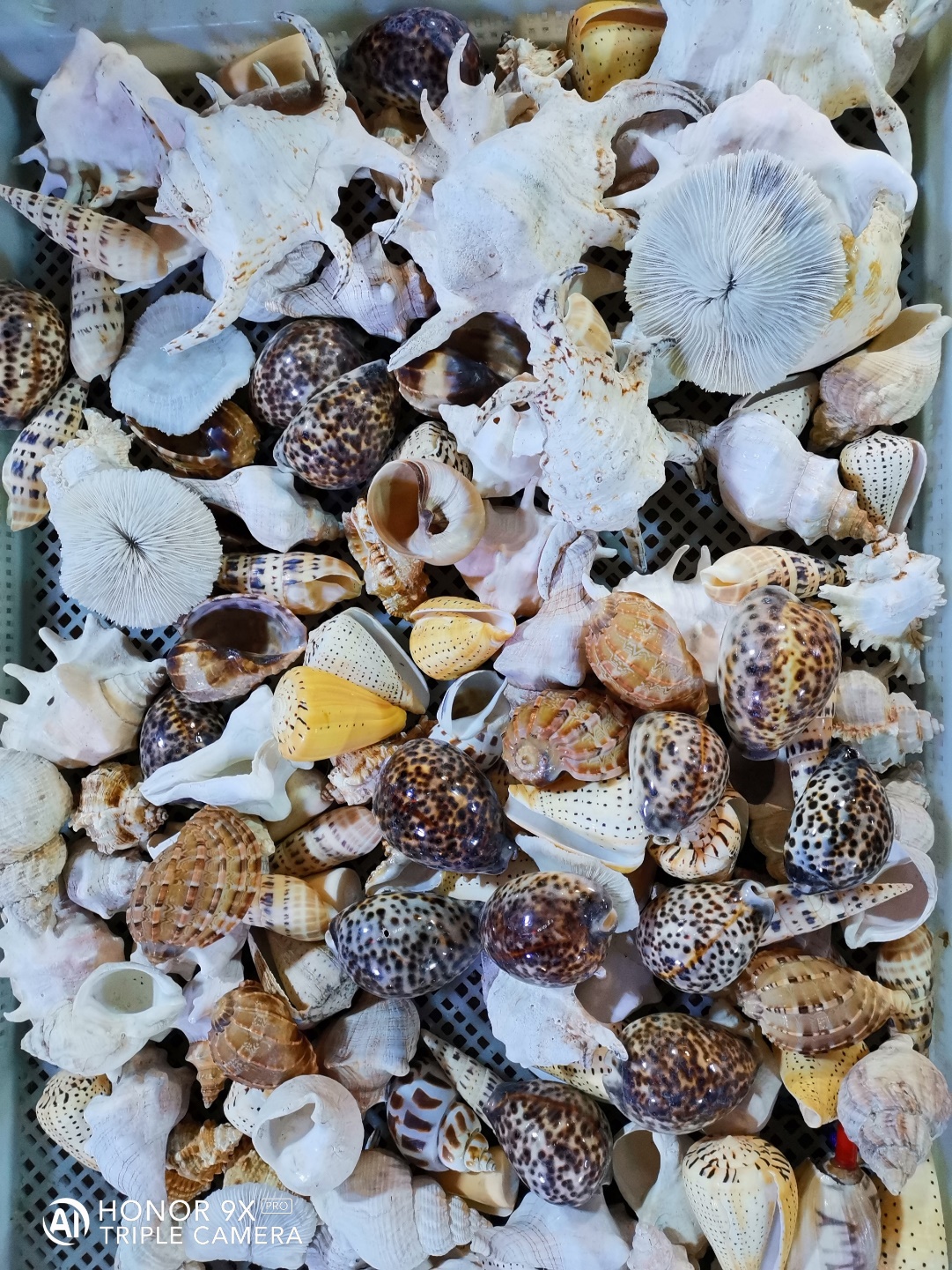 Happy-Memories-Captured-with-Honor9X-Pro