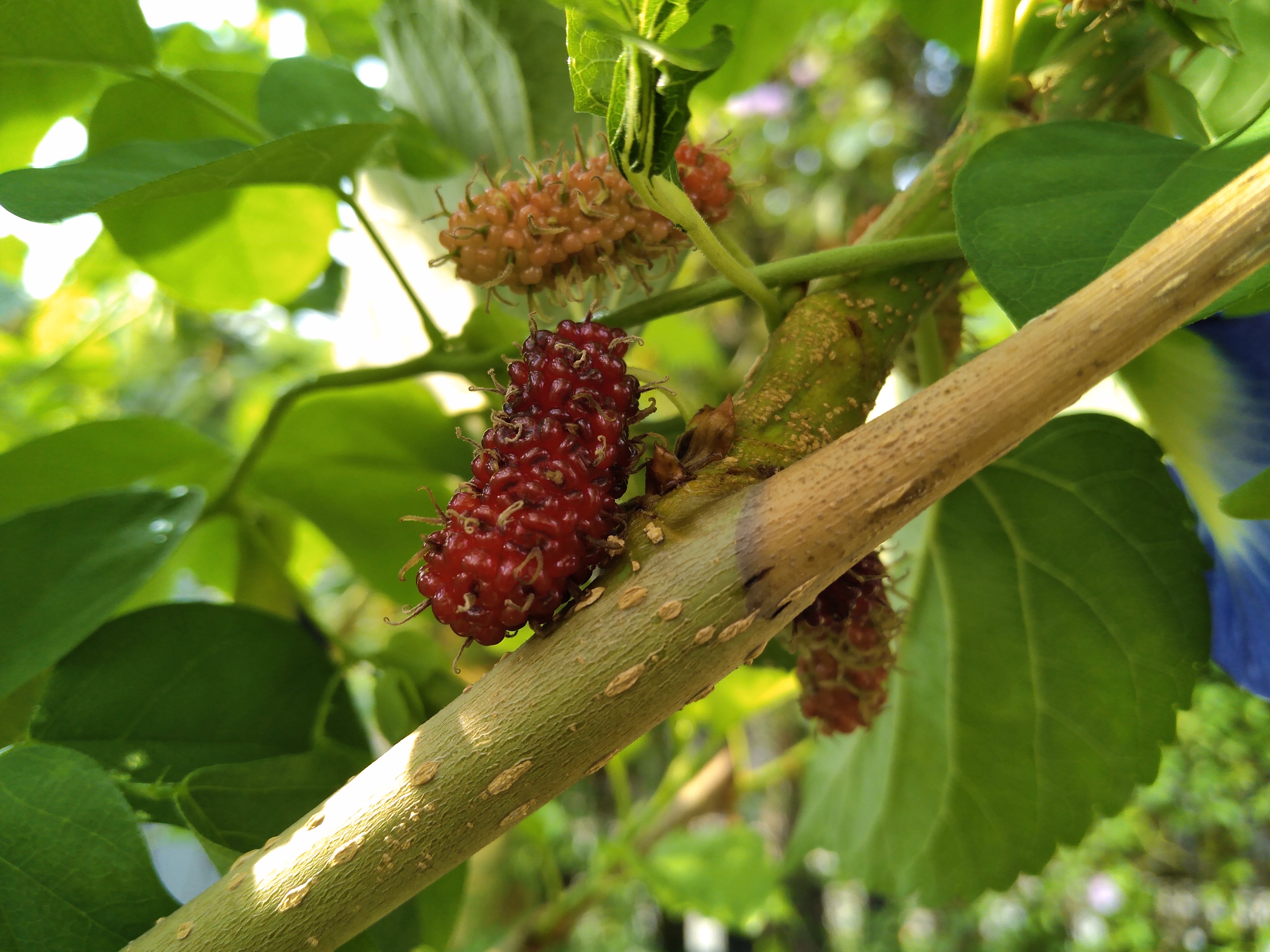 review-Photography-More-photos-with-Honor-8C