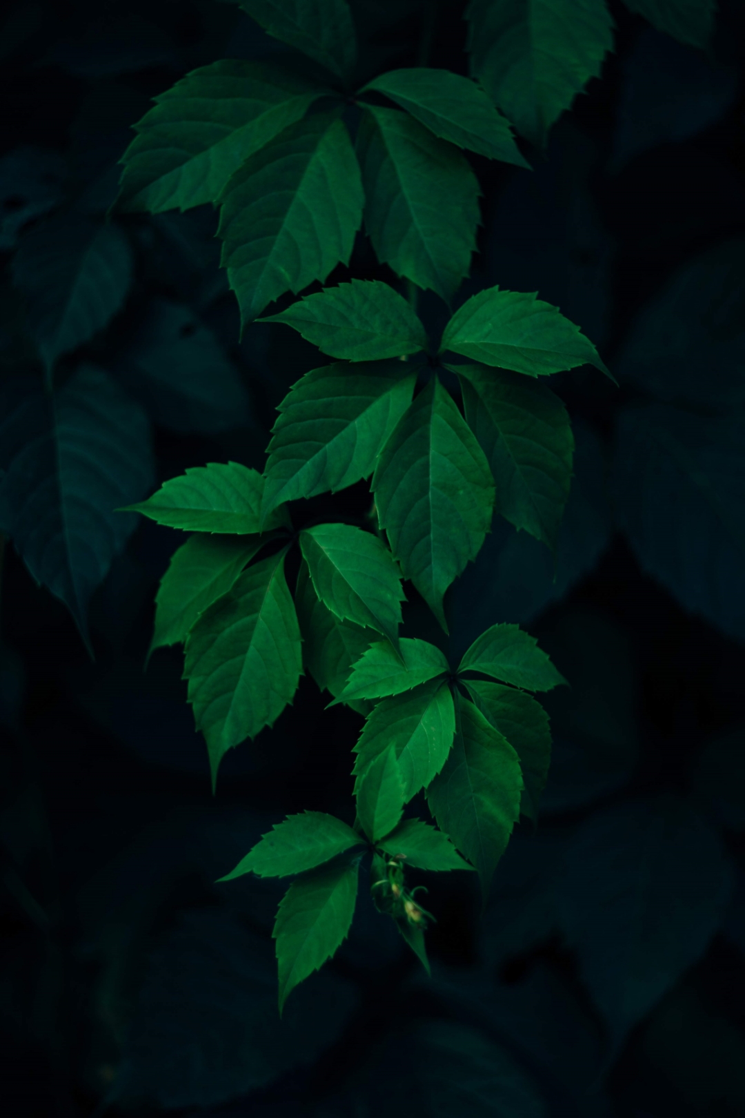 Best-20-Punch-Hole-Phone-Wallpapers-for-HONOR-20-Series-View-20