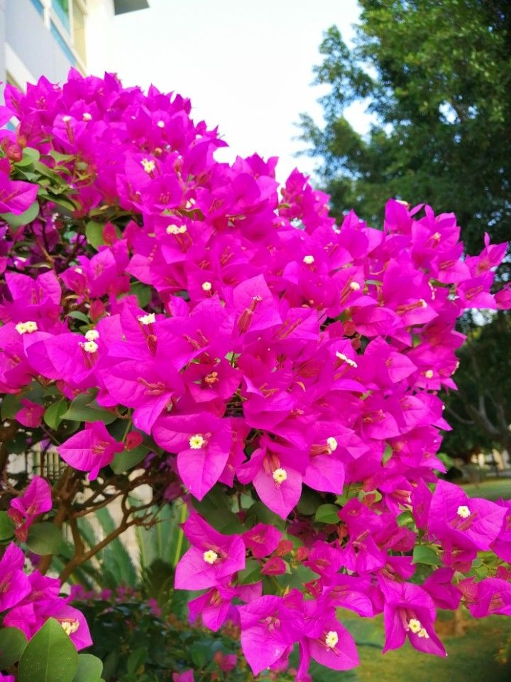 pLampu-ict-Shah-alamppimg-srchttpsiforum