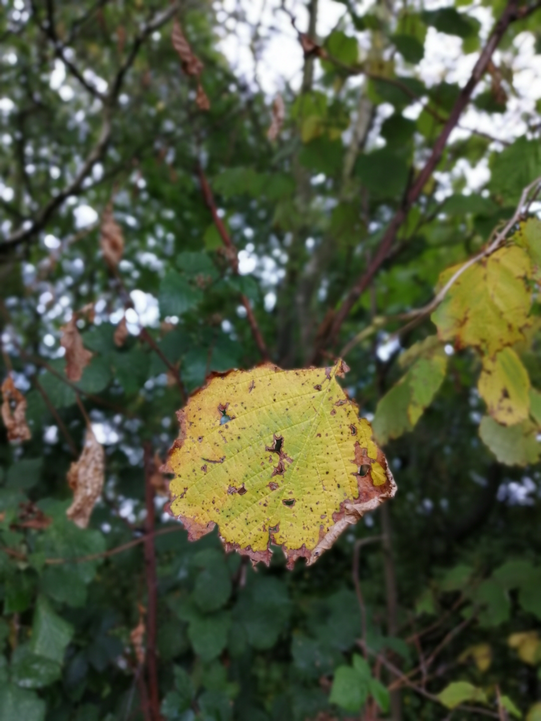 pLampu-ict-Shah-alamppimg-srchttpsiforum