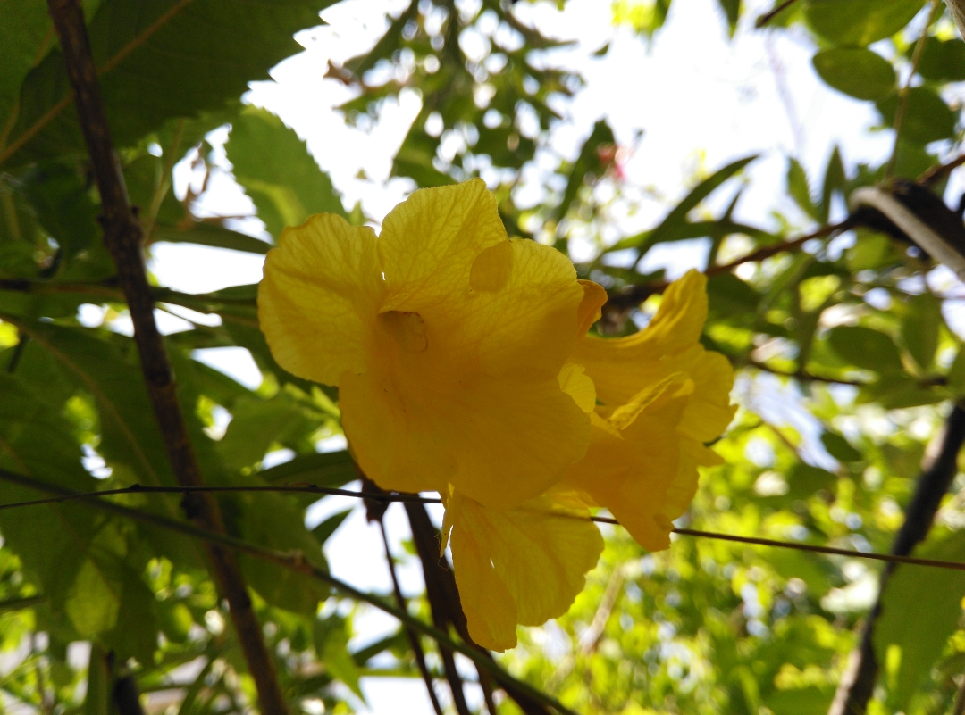 pLampu-ict-Shah-alamppimg-srchttpsiforum