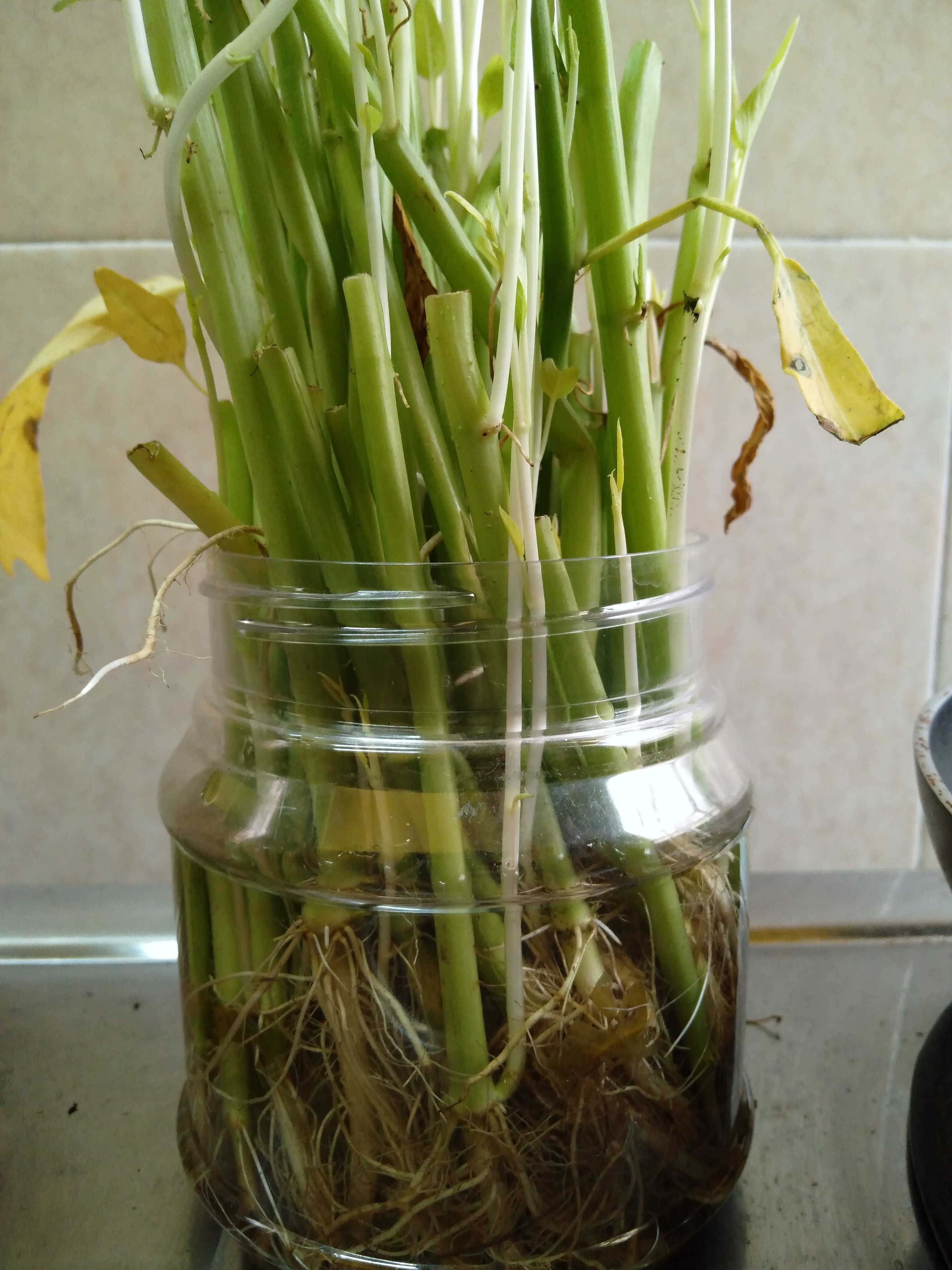 MCO-Honor-8C-Revisited