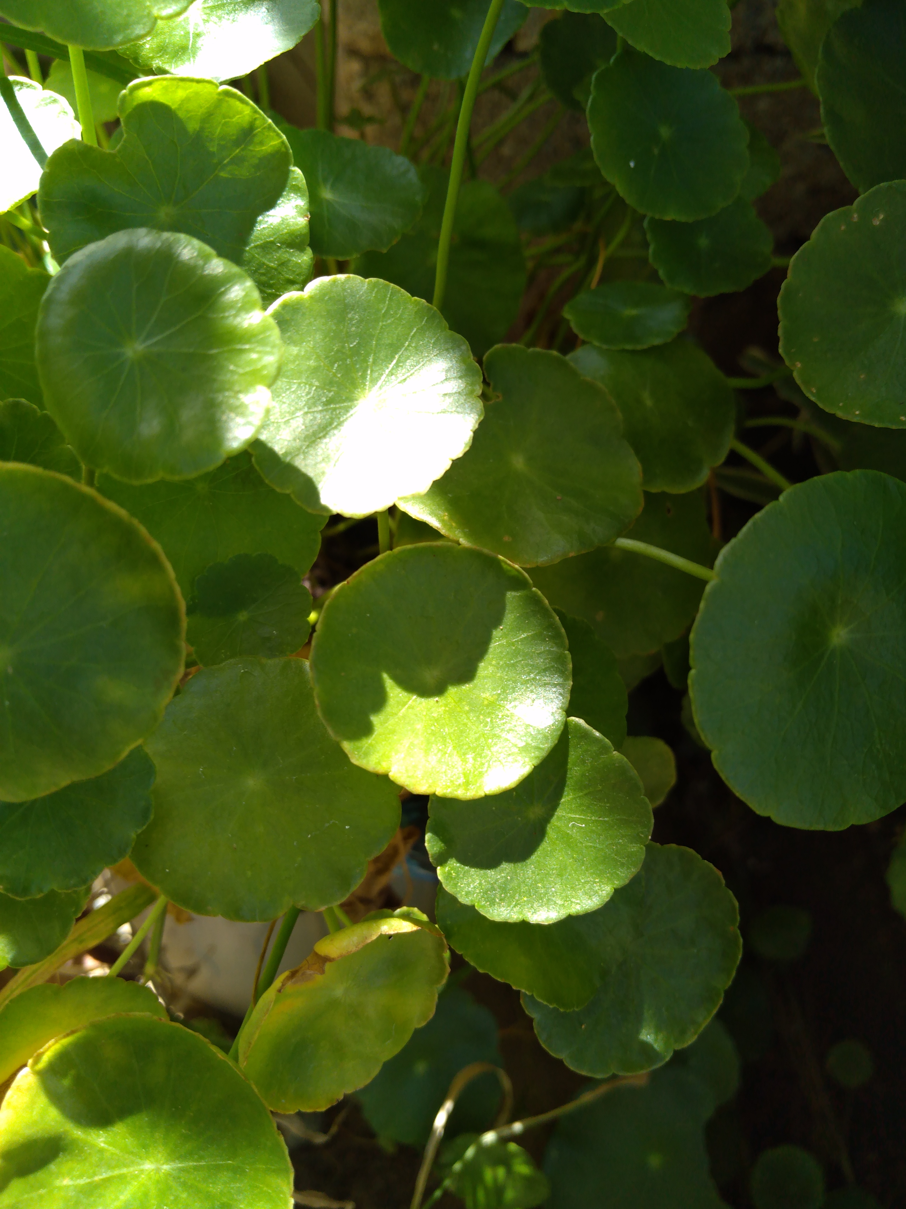 MCO-Honor-8C-Revisited