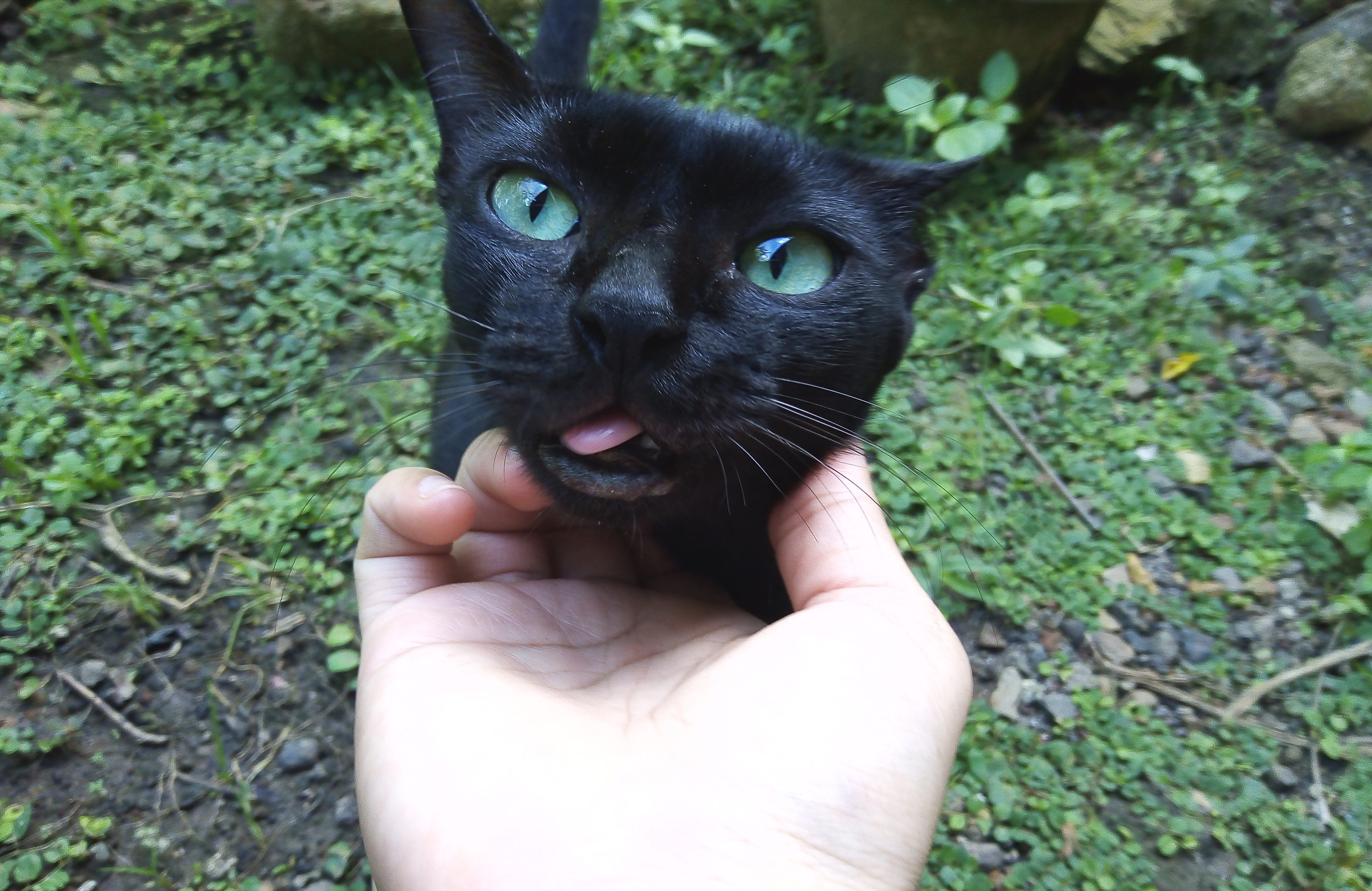 my-master-call-me-MEMENG