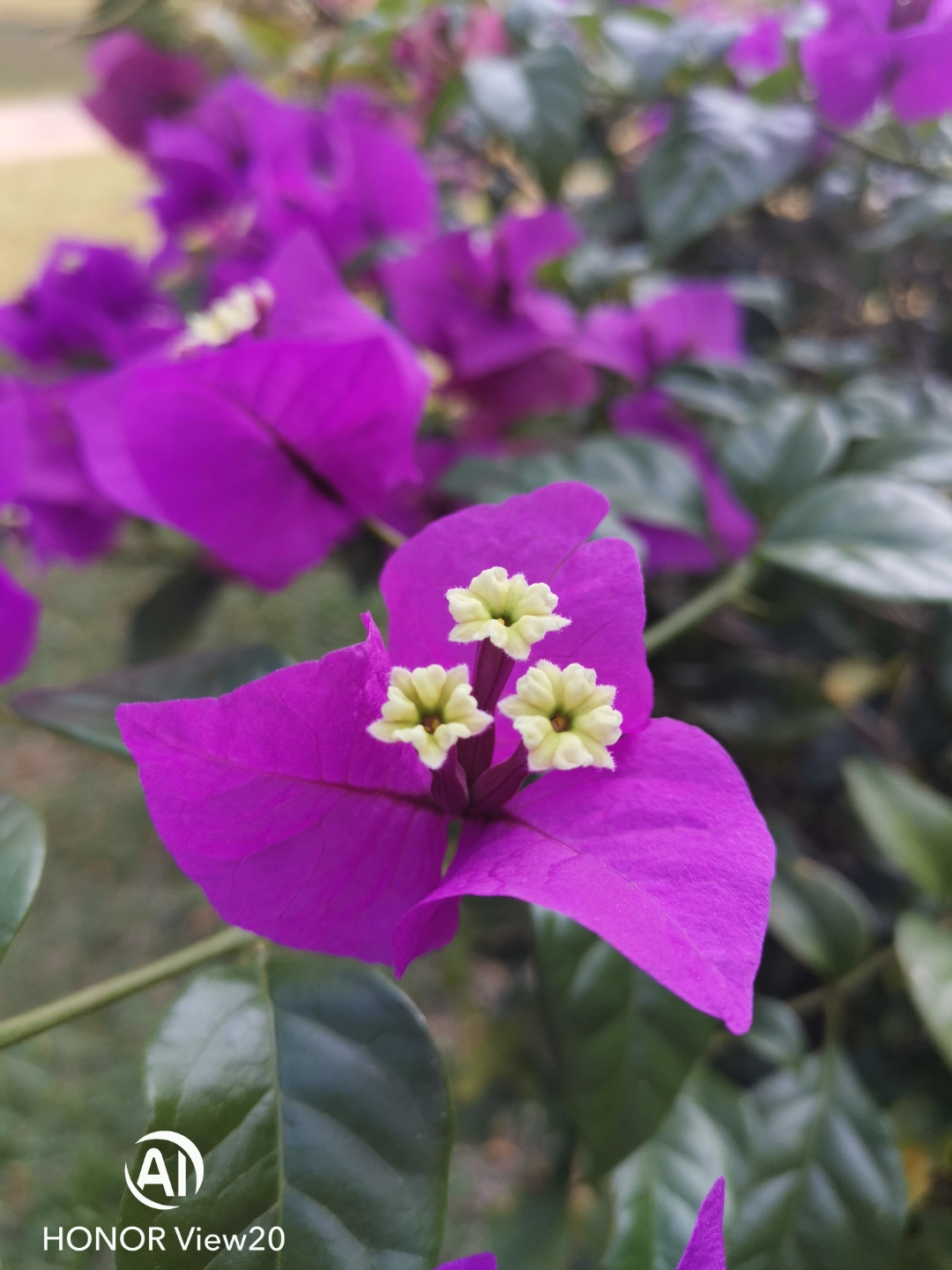 Honor-View-20-vs-iPhone-11-Pro-Max