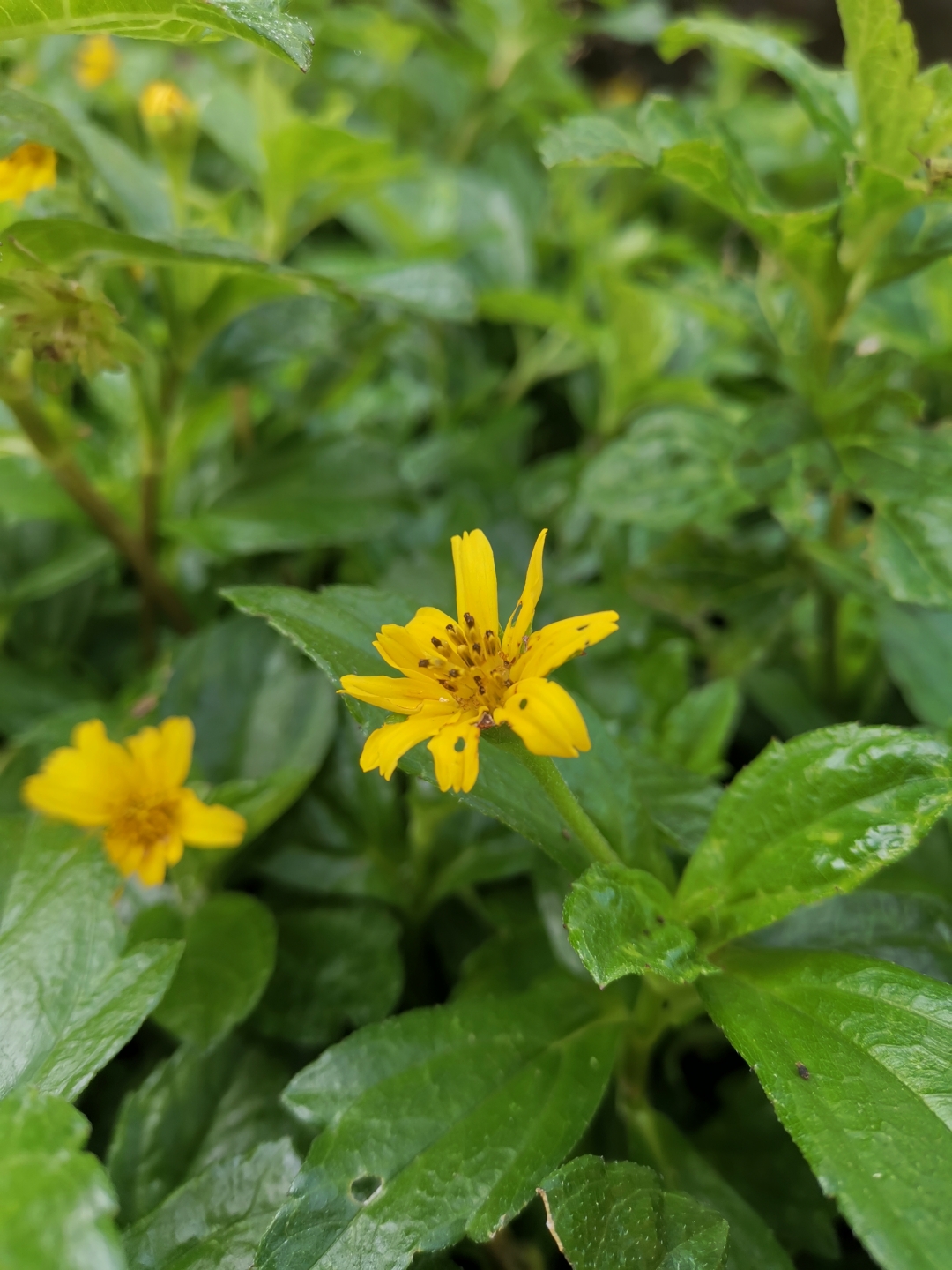 Honor-View-20-vs-iPhone-11-Pro-Max