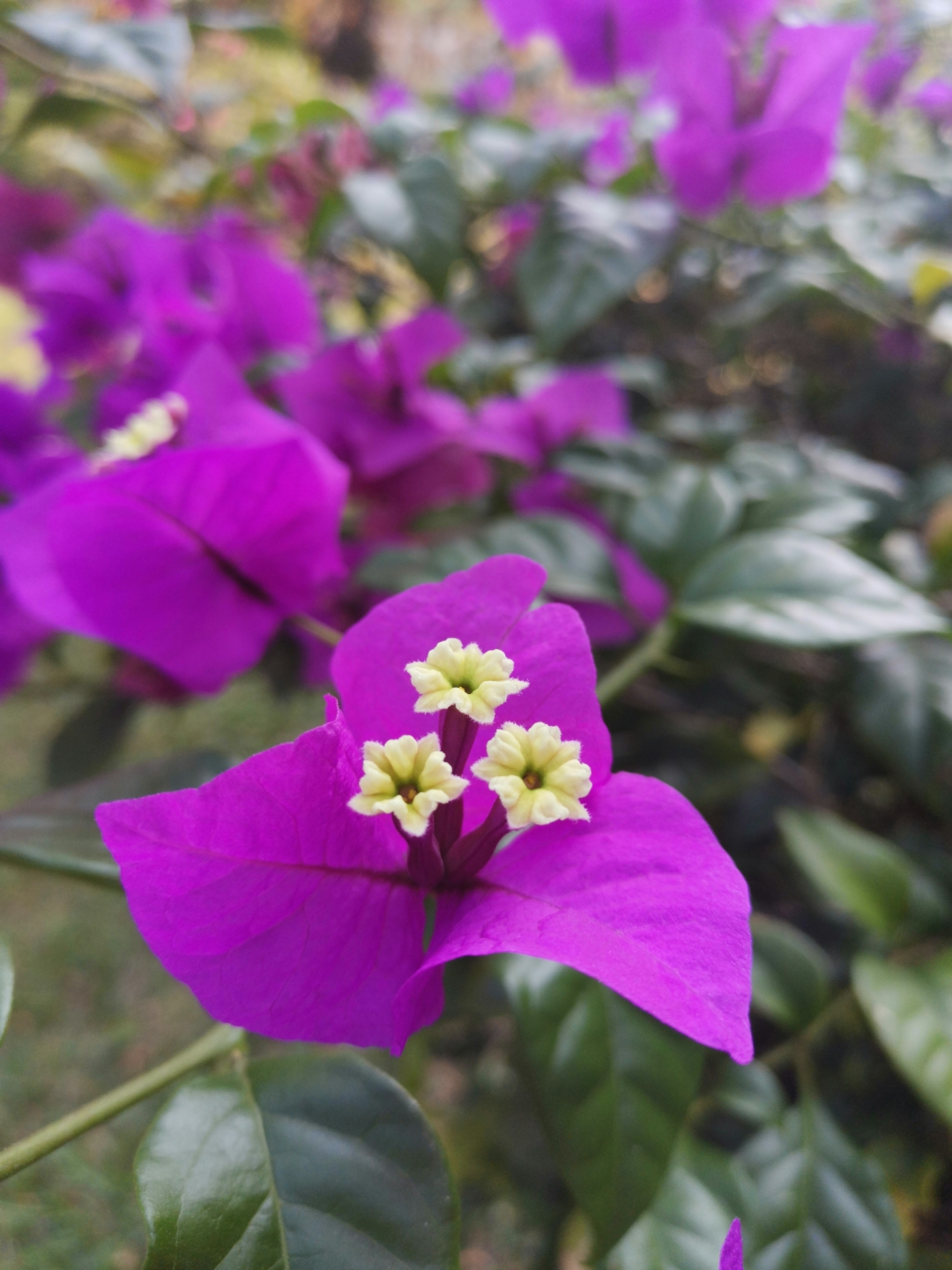 Honor-View-20-vs-iPhone-11-Pro-Max