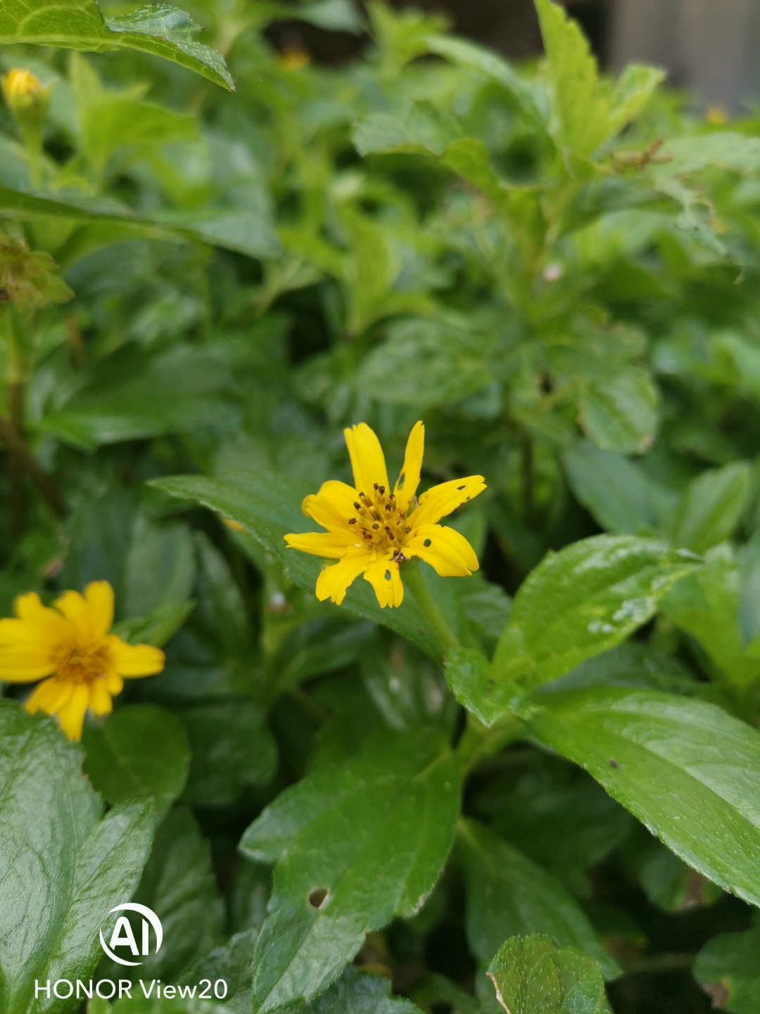 Honor-View-20-vs-iPhone-11-Pro-Max