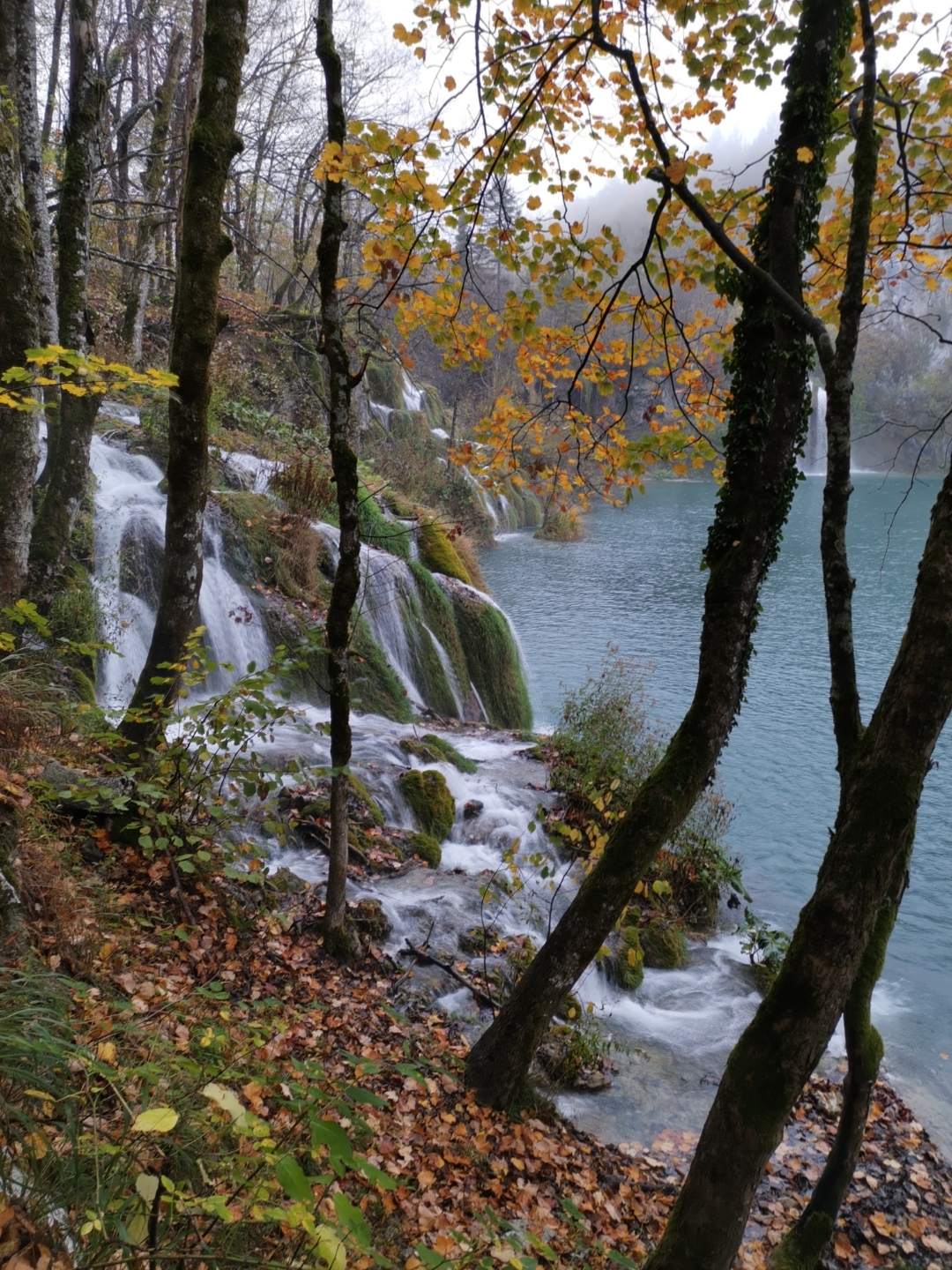 Biweekly-HONOR-Shooting-Star-1-17-Nov-2019