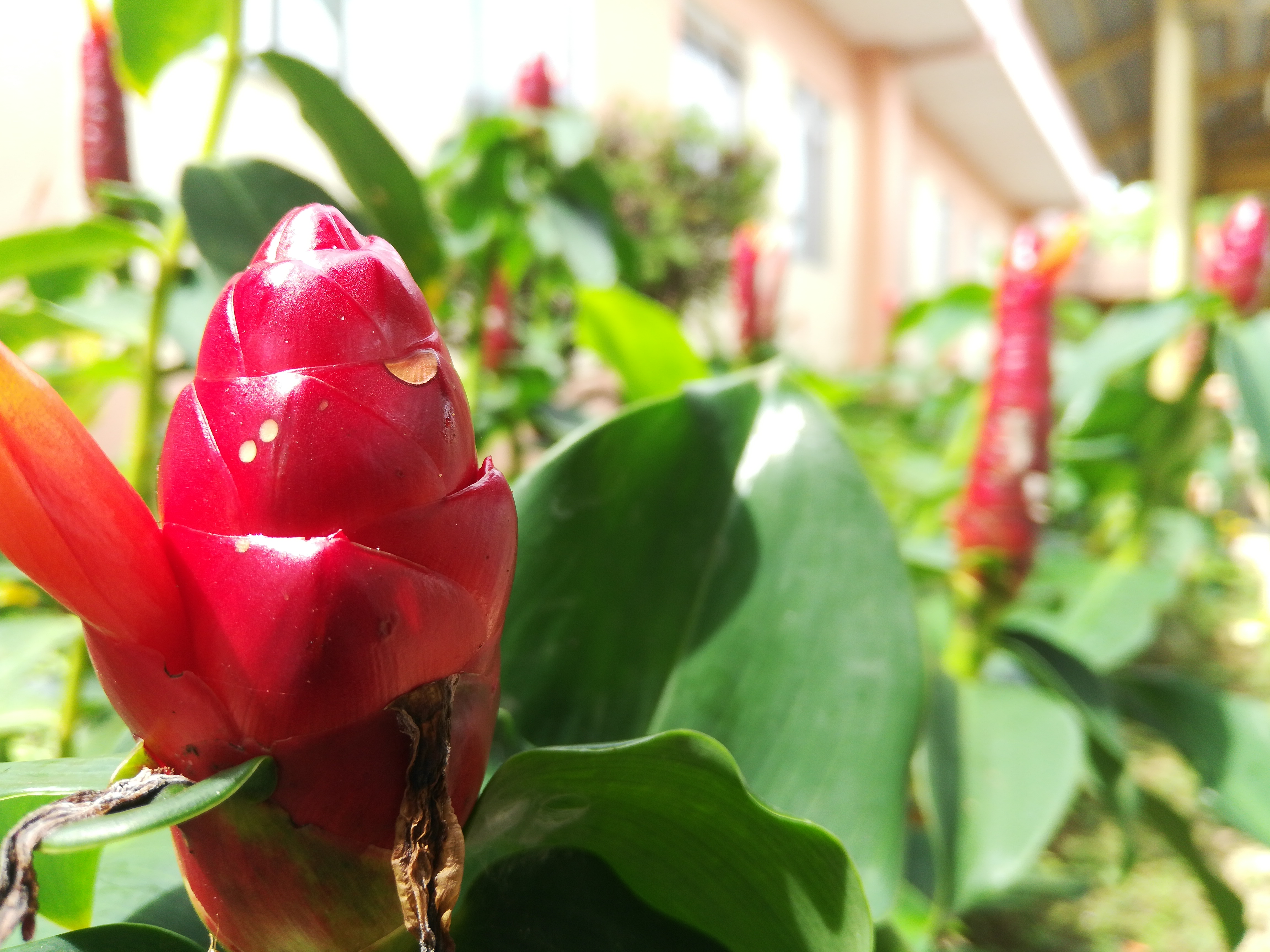 Honor-7X-After-15-Years