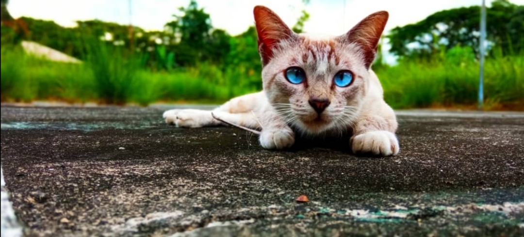 pimg-srchttpsiforum-sgchihonorcommymydataimages202151079e9e680-3343