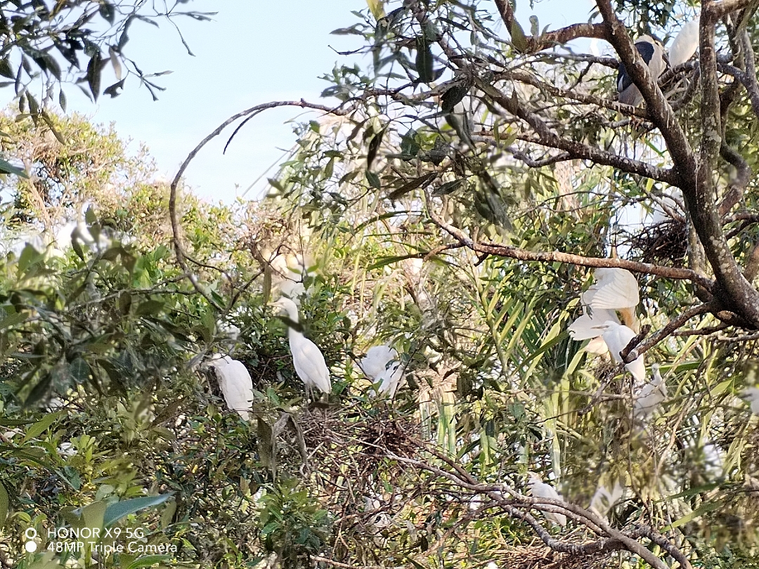 pimg-srchttpsiforum-sgchihonorcommymydataimages202242160296421-8da4