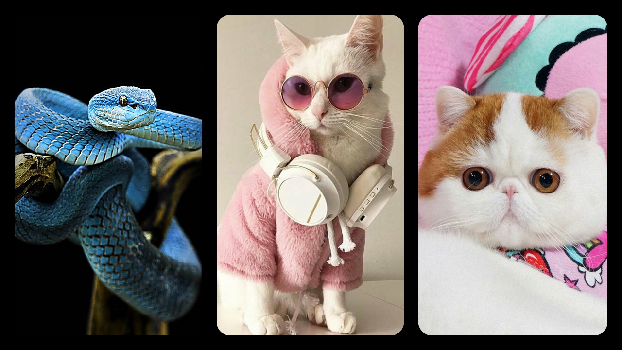 Hayvanlar-Alemi-Duvar-Kağıtları-Telefon-Duvar-Kağıdı