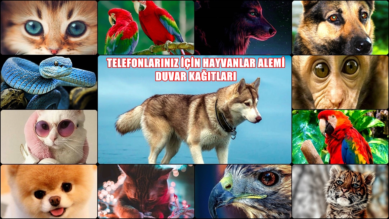 Hayvanlar-Alemi-Duvar-Kağıtları-Telefon-Duvar-Kağıdı