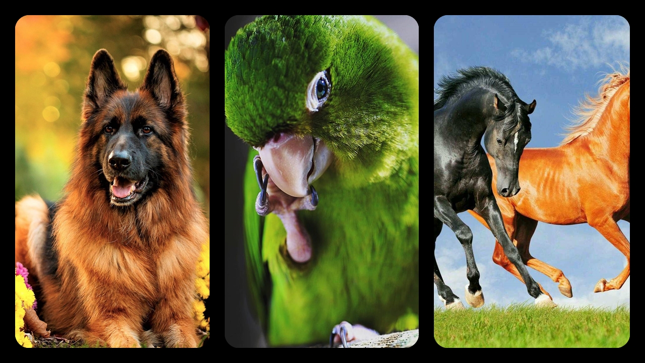 Hayvanlar-Alemi-Duvar-Kağıtları-Telefon-Duvar-Kağıdı