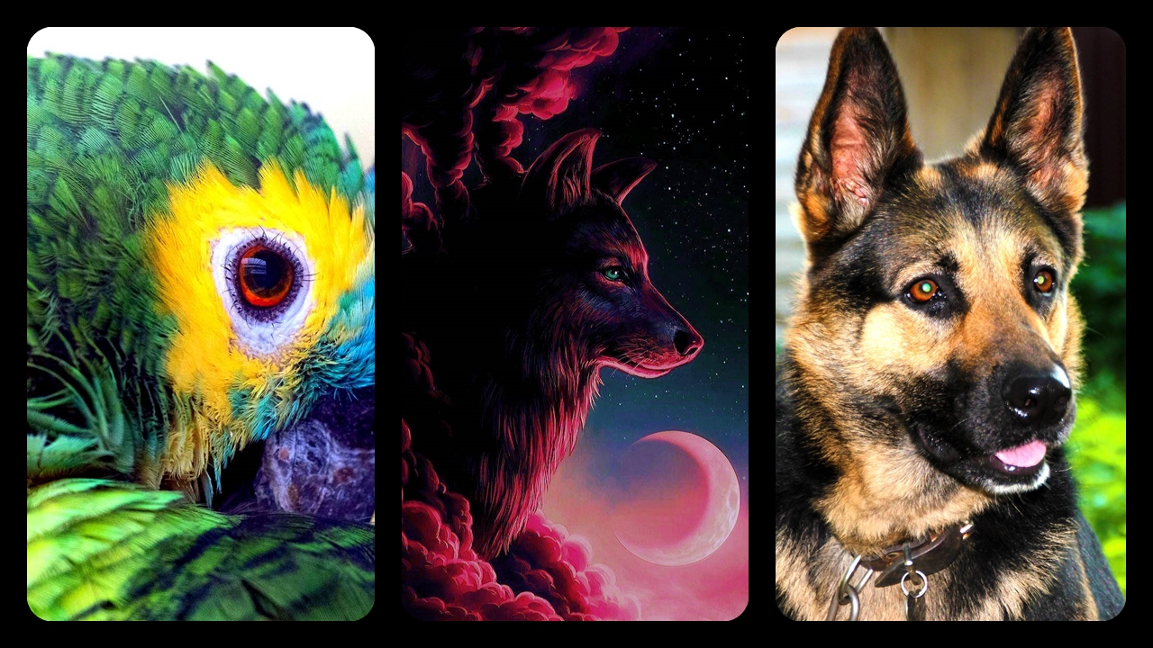 Hayvanlar-Alemi-Duvar-Kağıtları-Telefon-Duvar-Kağıdı