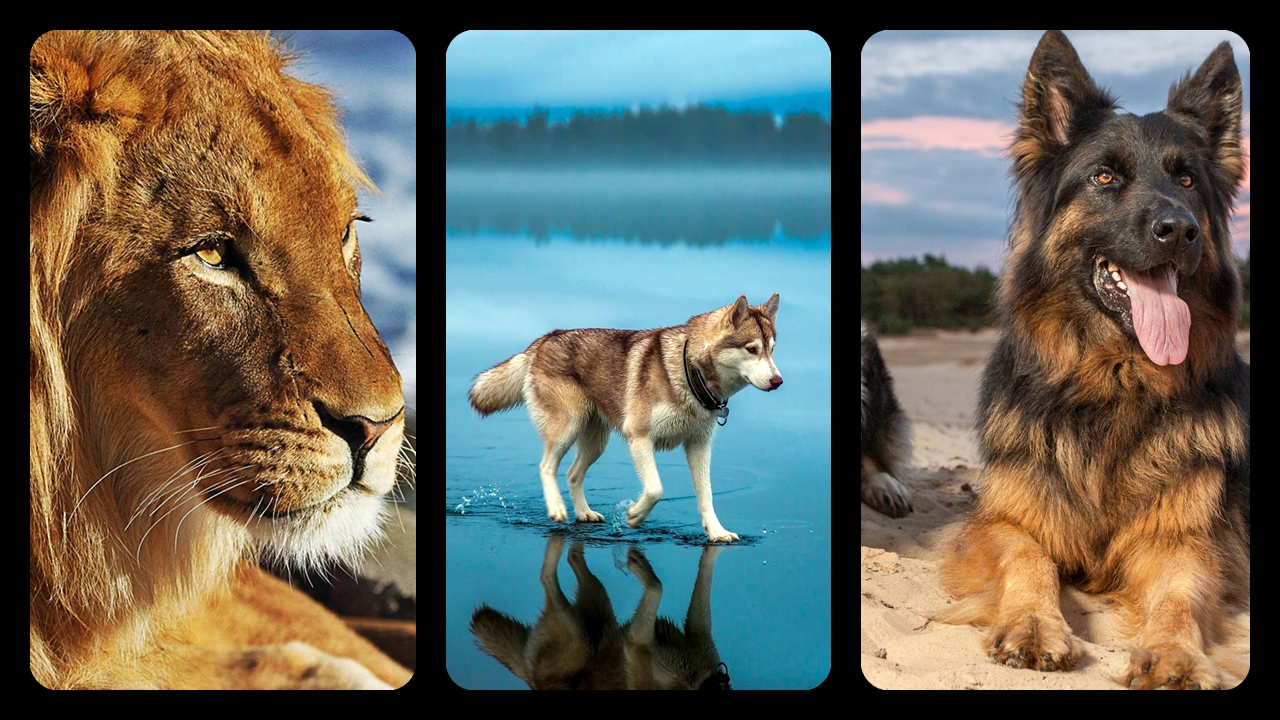 Hayvanlar-Alemi-Duvar-Kağıtları-Telefon-Duvar-Kağıdı