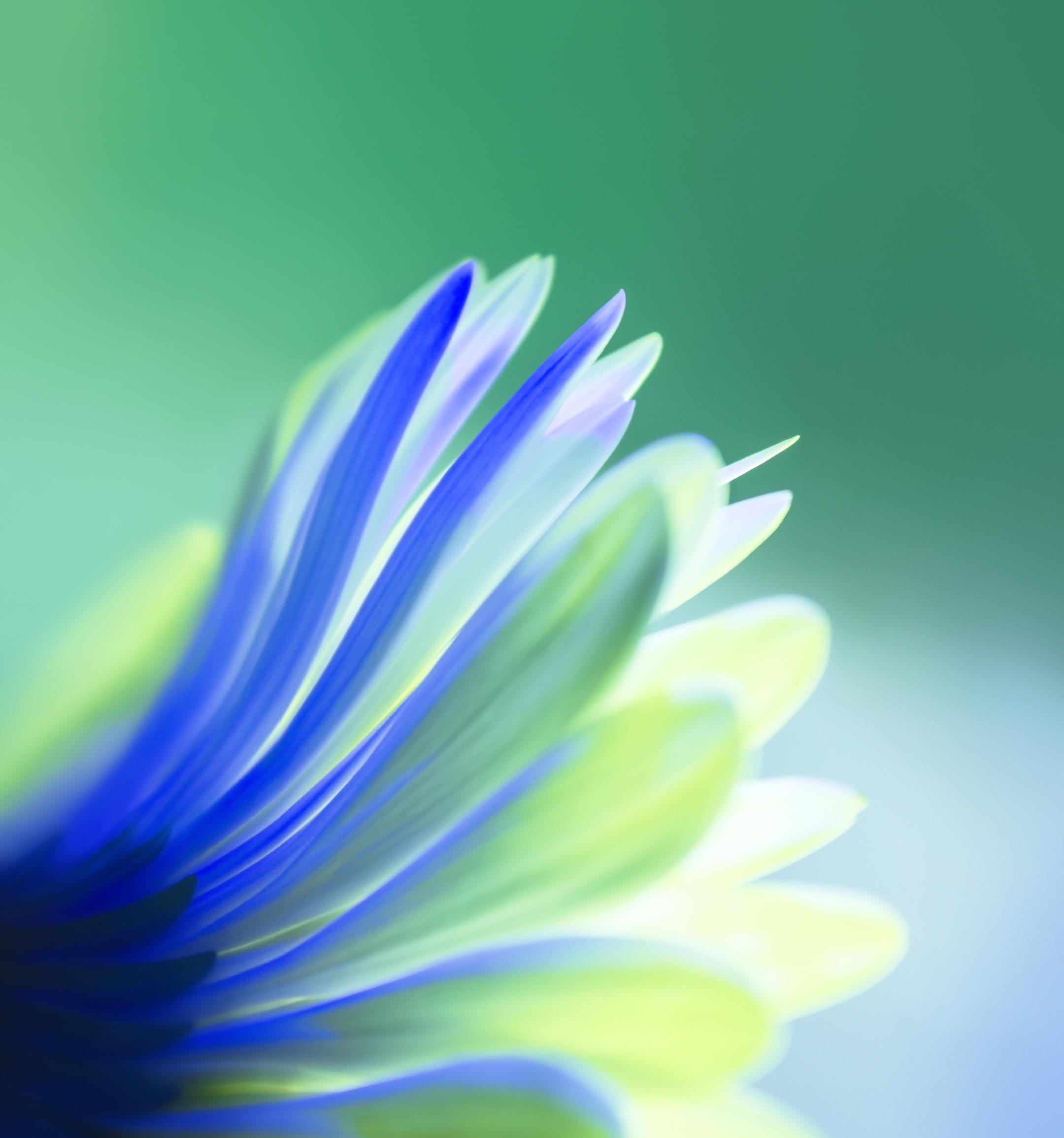 Honor-V20-Duvar-kağıtları