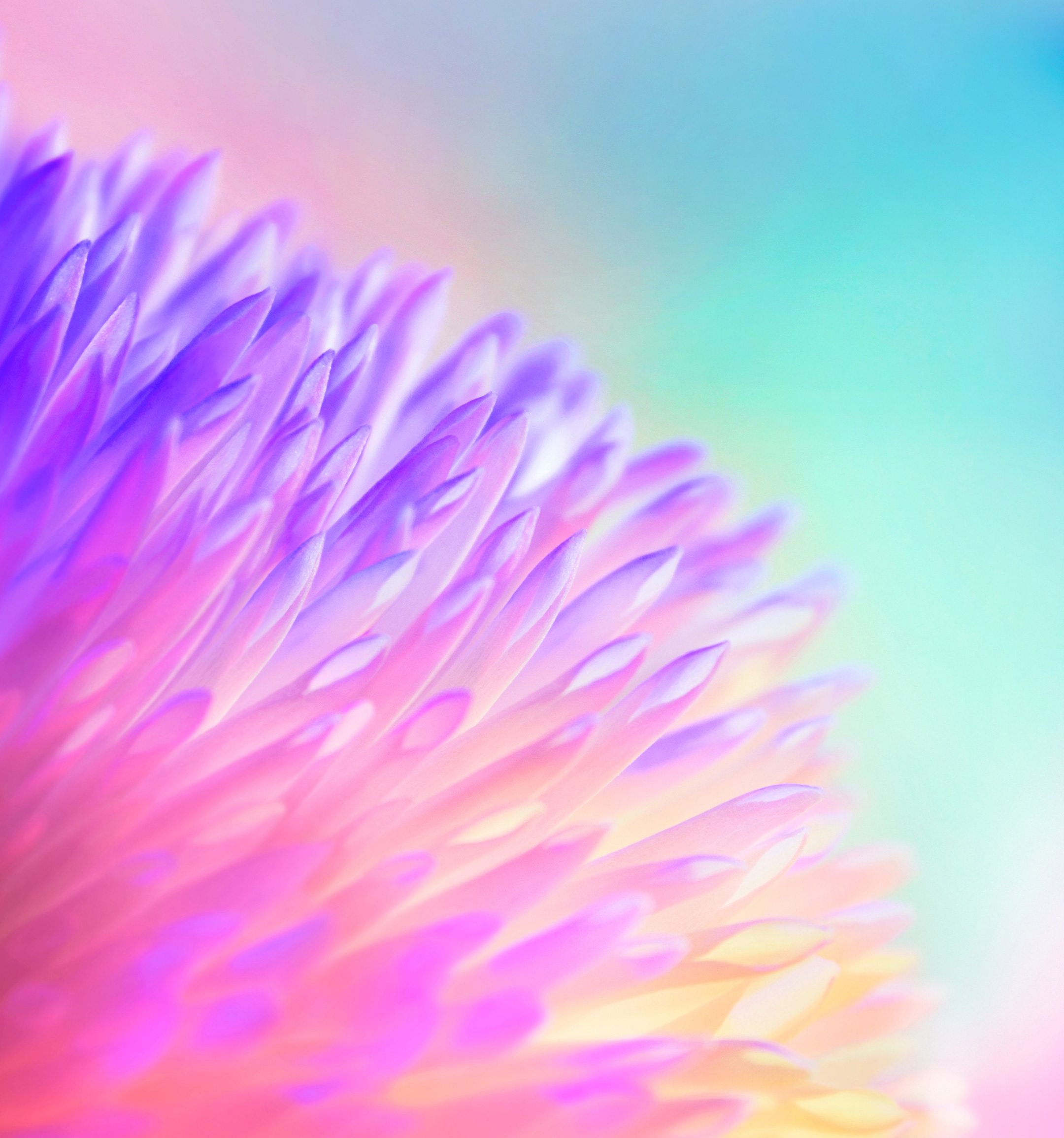 Honor-V20-Duvar-kağıtları