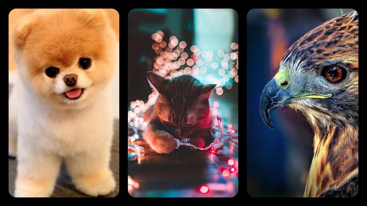 Hayvanlar-Alemi-Duvar-Kağıtları-Telefon-Duvar-Kağıdı