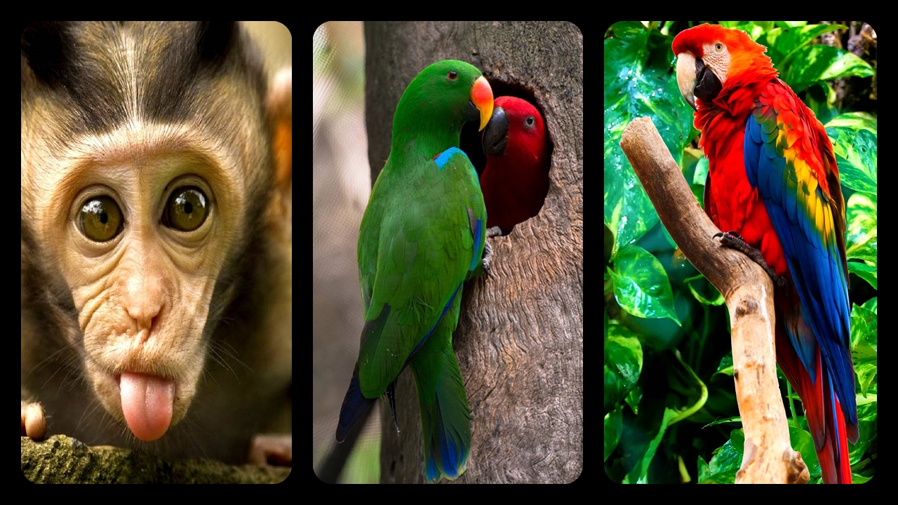 Hayvanlar-Alemi-Duvar-Kağıtları-Telefon-Duvar-Kağıdı