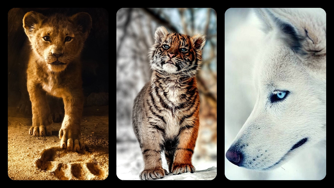 Hayvanlar-Alemi-Duvar-Kağıtları-Telefon-Duvar-Kağıdı