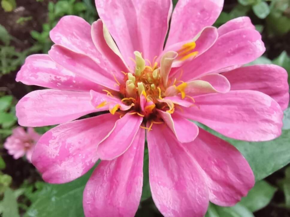 Honor-20-Kaliteli-Fotoğraflar-Nasıl-Çekilir