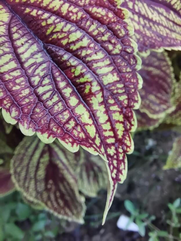 Honor-20-Kaliteli-Fotoğraflar-Nasıl-Çekilir