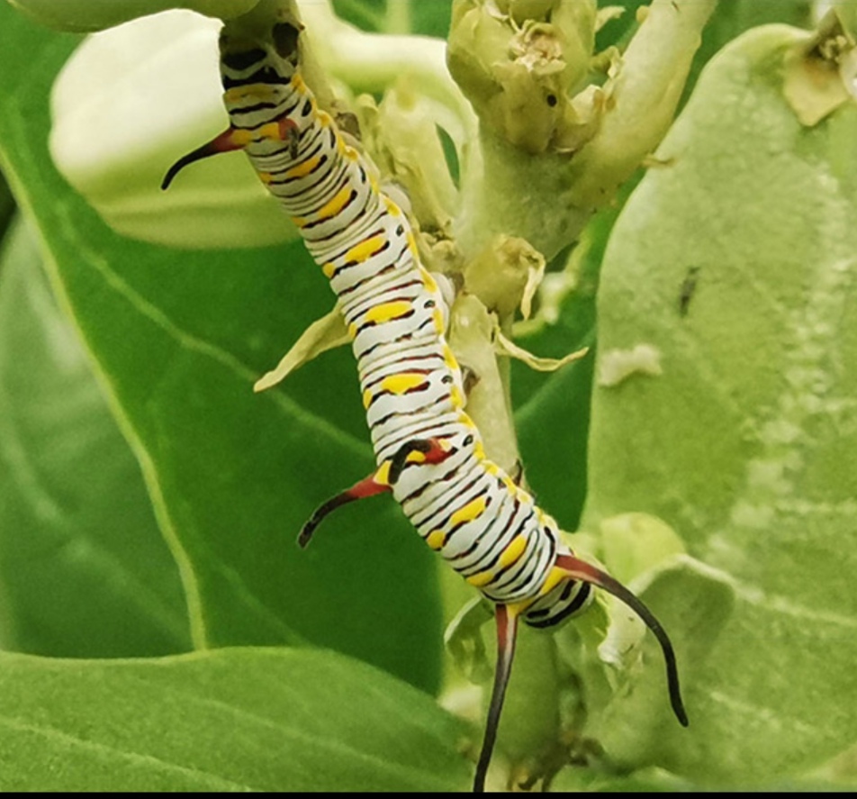 Honor-20-Honor-20-Pronun-Kamera-Detayları-ve-Fotoğraf-Örnekleri
