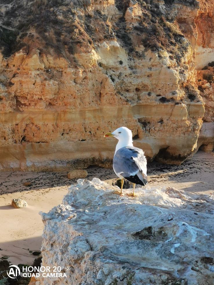 Honor-20-Pro-Etkileyici-Kamerasıyla-Yakınlaştırma-Performansı