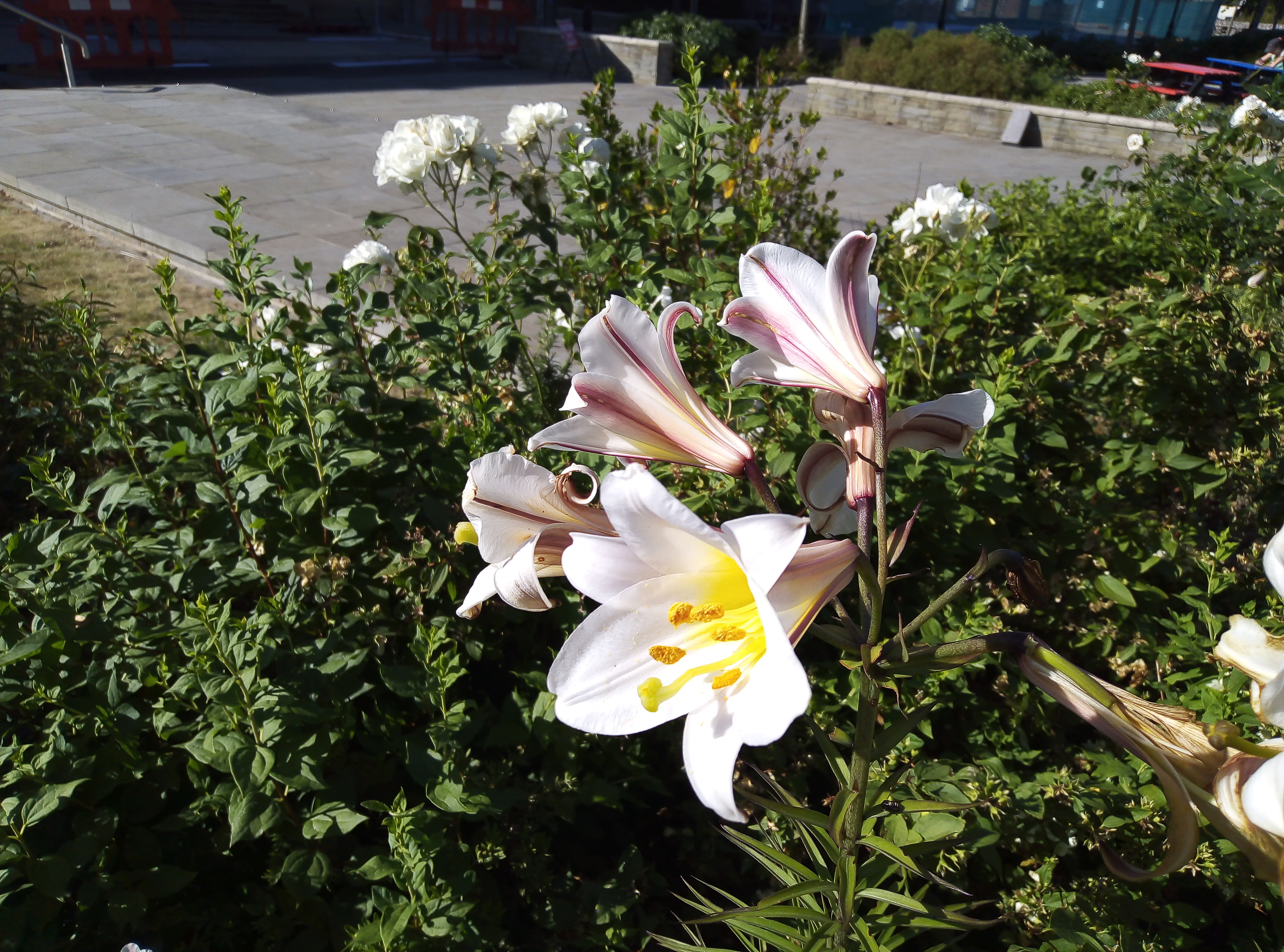 Honor-7S-Ve-Özellikleri-Türkiyede-bulunan-en-uygun-cihaz