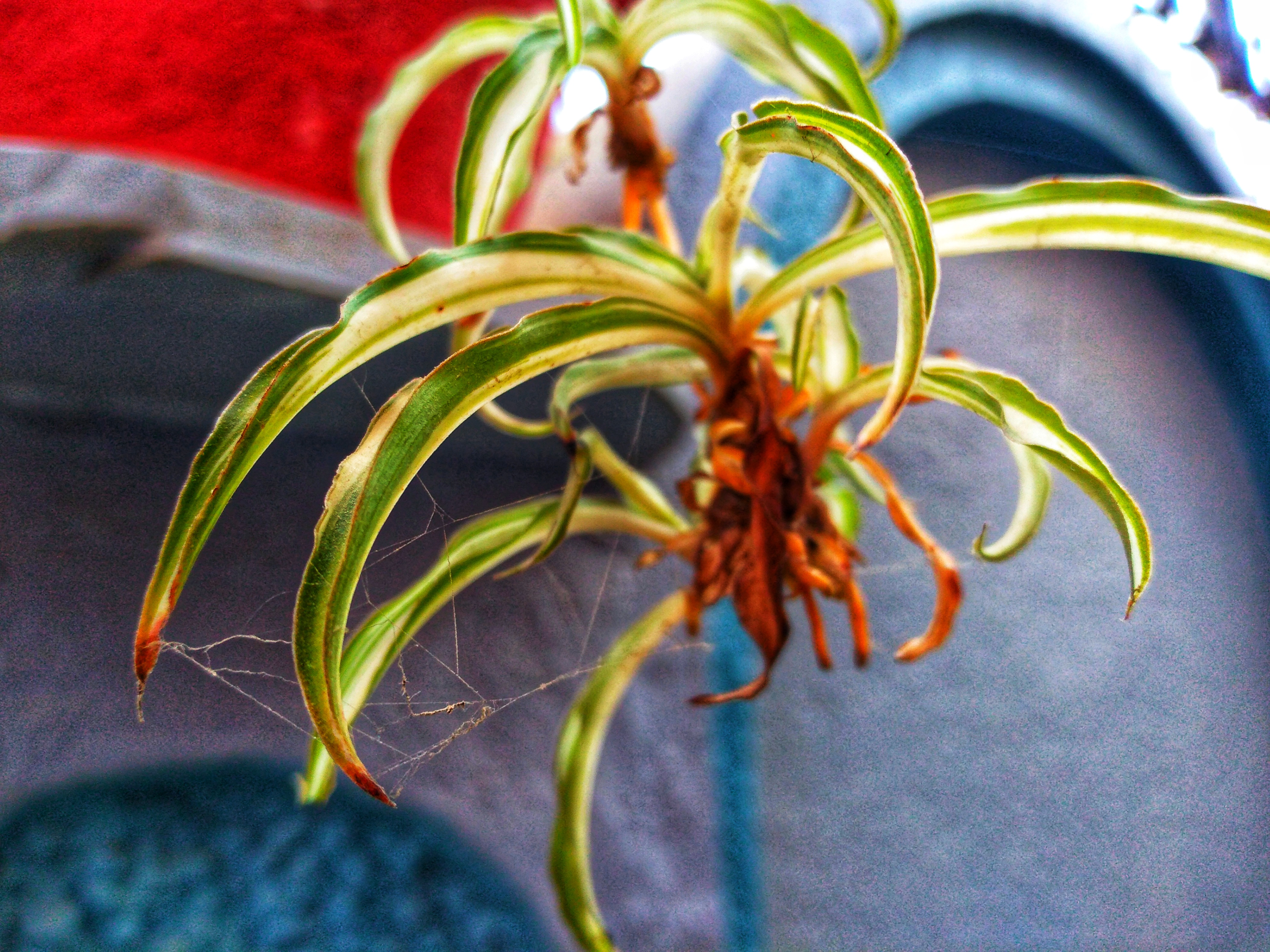 Honor-8C-Manuel-Odaklama-Nasıl-Kullanılır