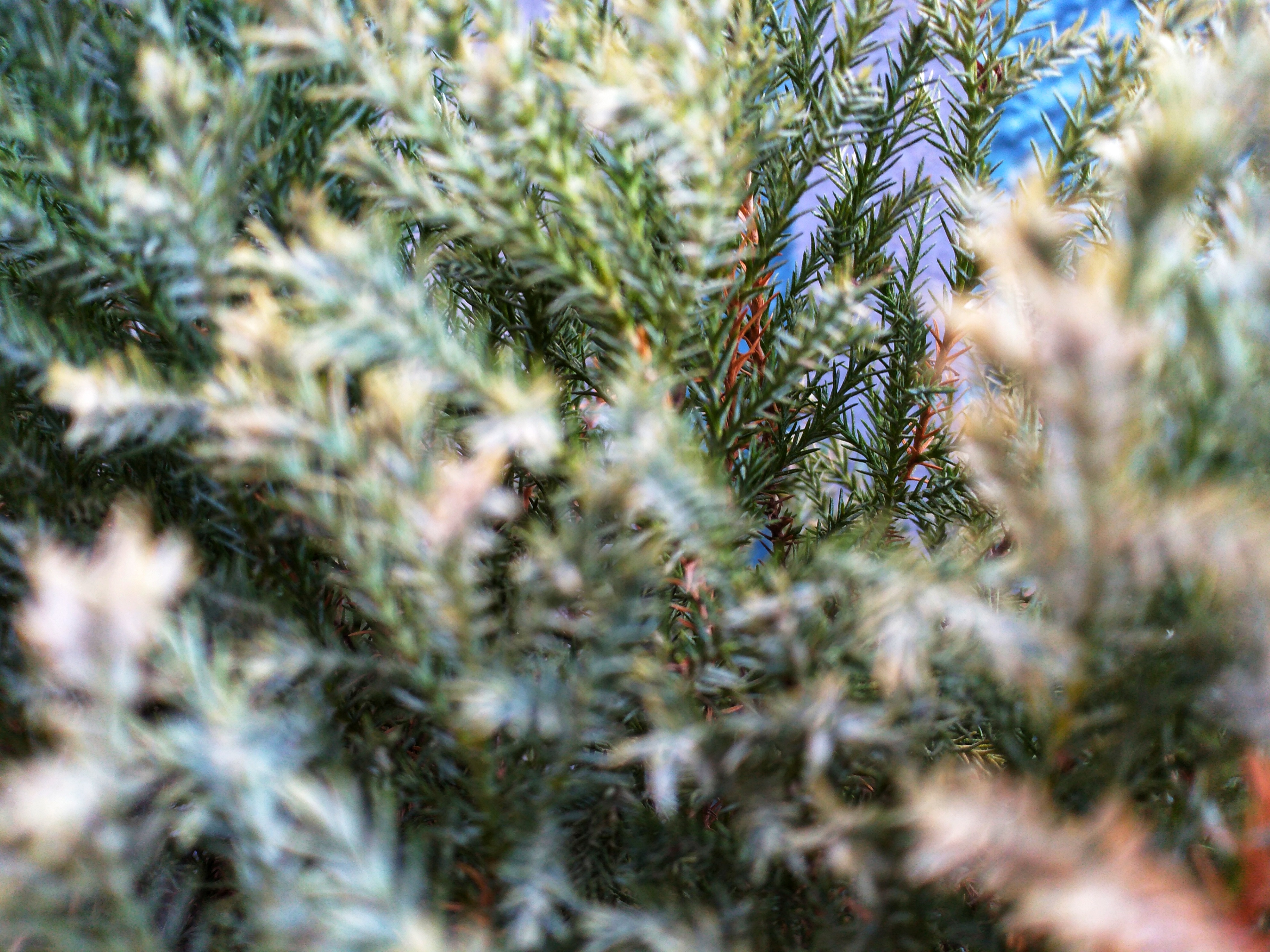 Honor-8C-Manuel-Odaklama-Nasıl-Kullanılır