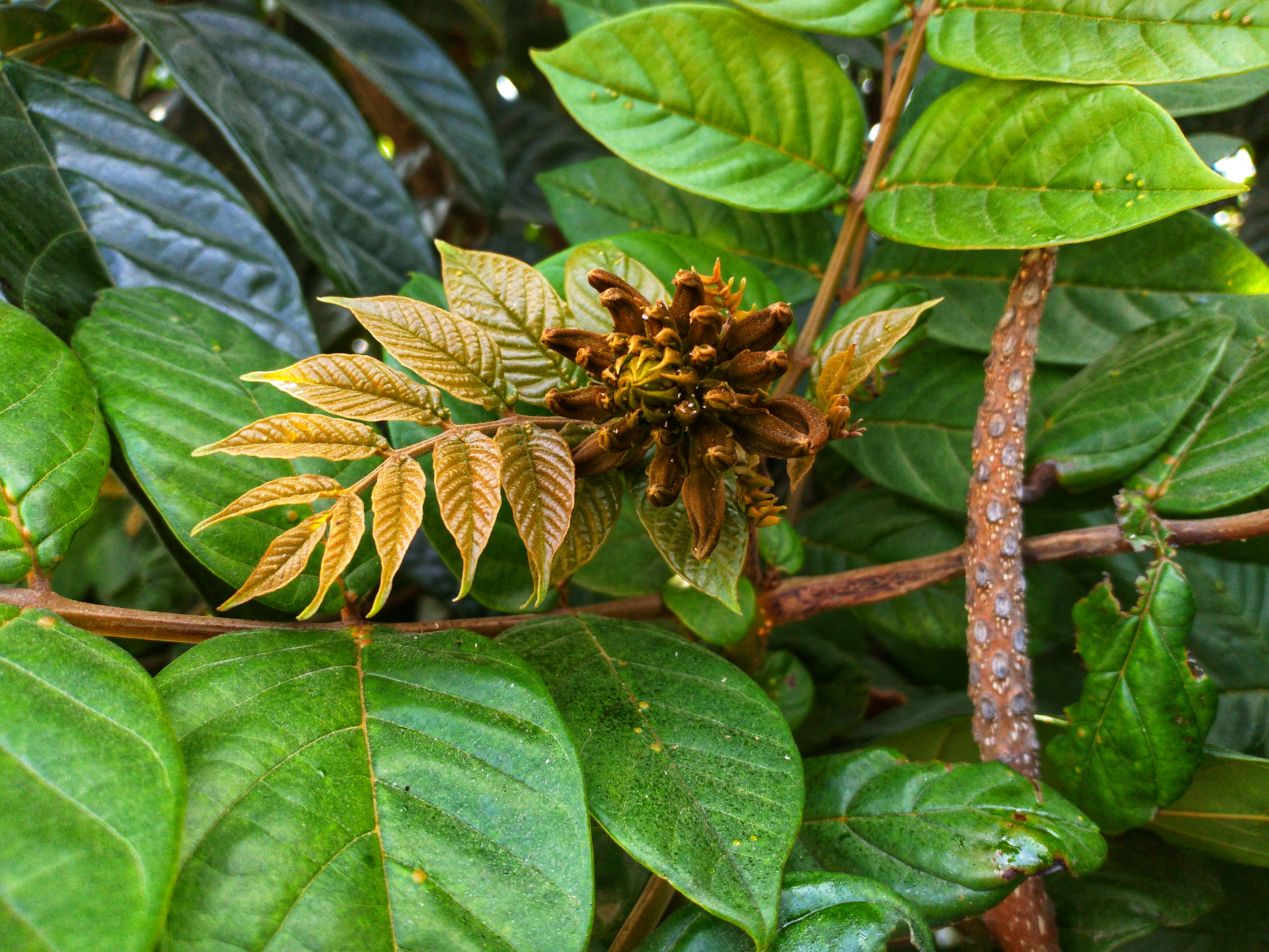 Honor-8C-Bütçe-Dostu-Cihazın-Mükemmel-Özellikleri