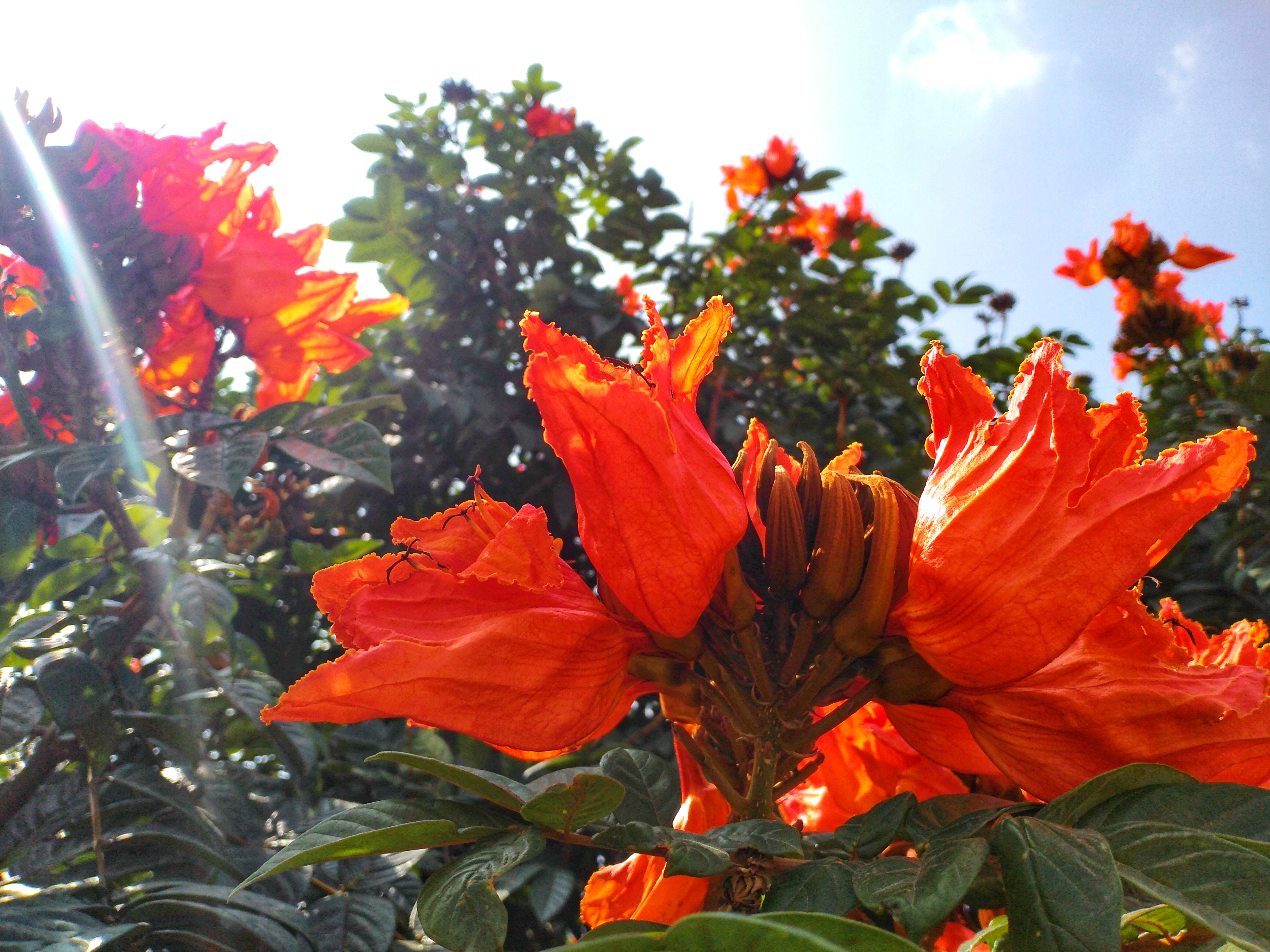 Honor-8C-Bütçe-Dostu-Cihazın-Mükemmel-Özellikleri