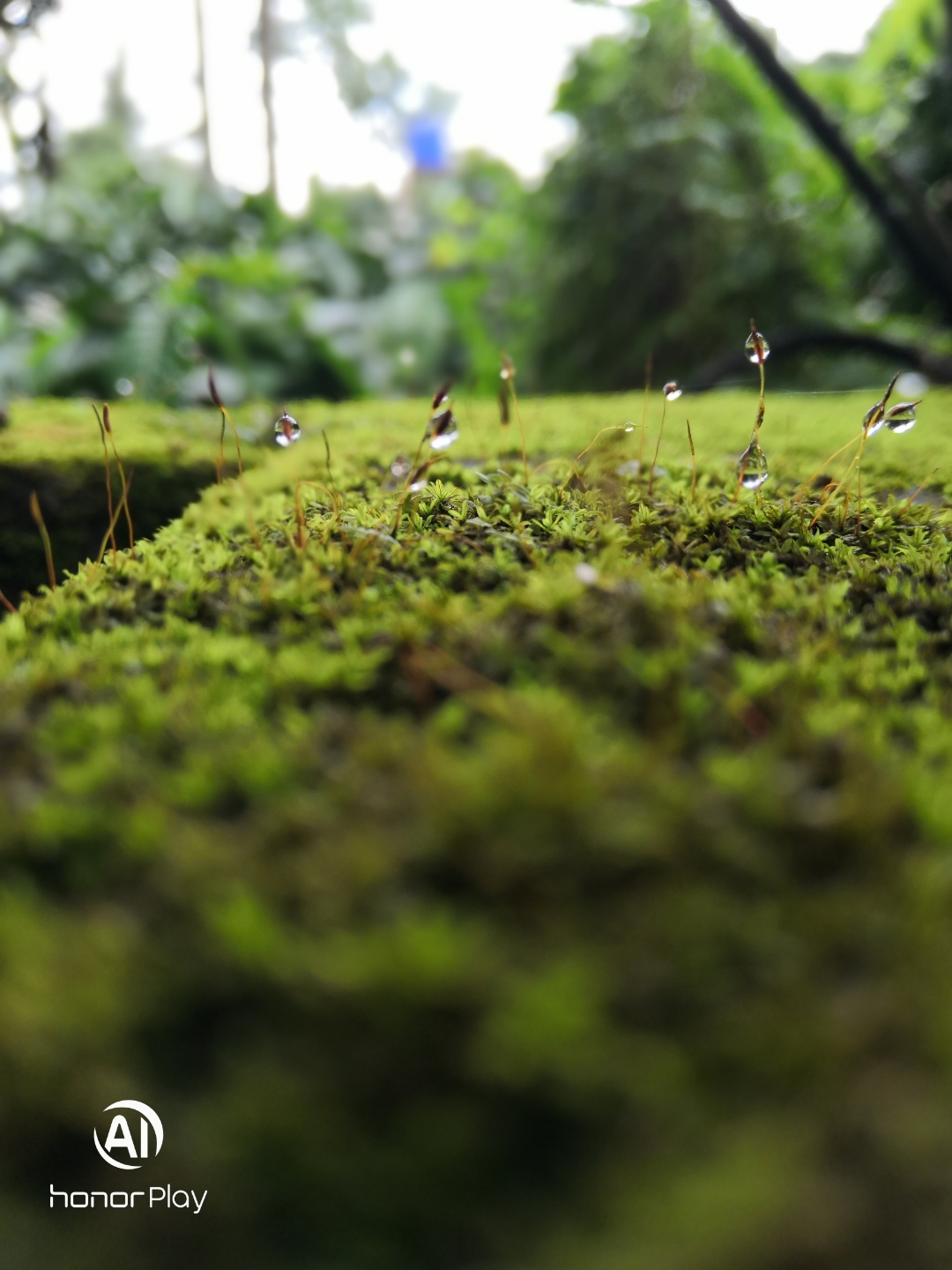 Honor-Hayranları-Tarafından-Çekilen-Şaşırtıcı-Fotoğraflar