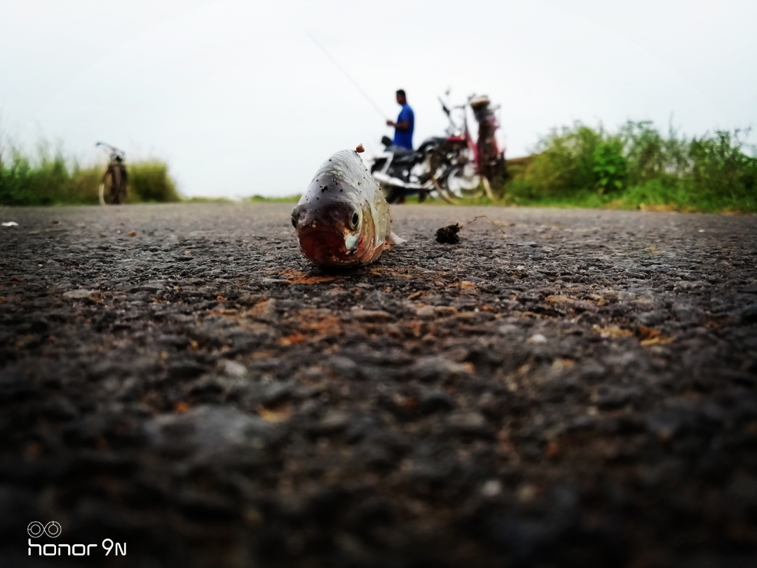 Honor-Hayranları-Tarafından-Çekilen-Şaşırtıcı-Fotoğraflar