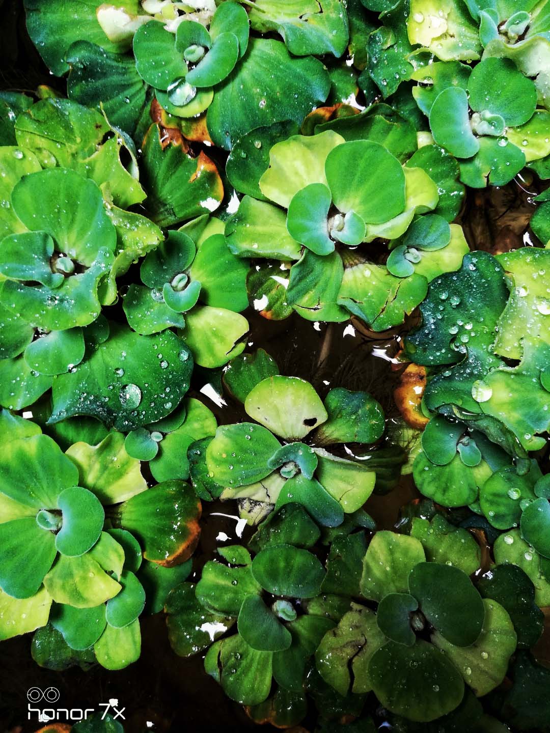 Honor-Hayranları-Tarafından-Çekilen-Şaşırtıcı-Fotoğraflar