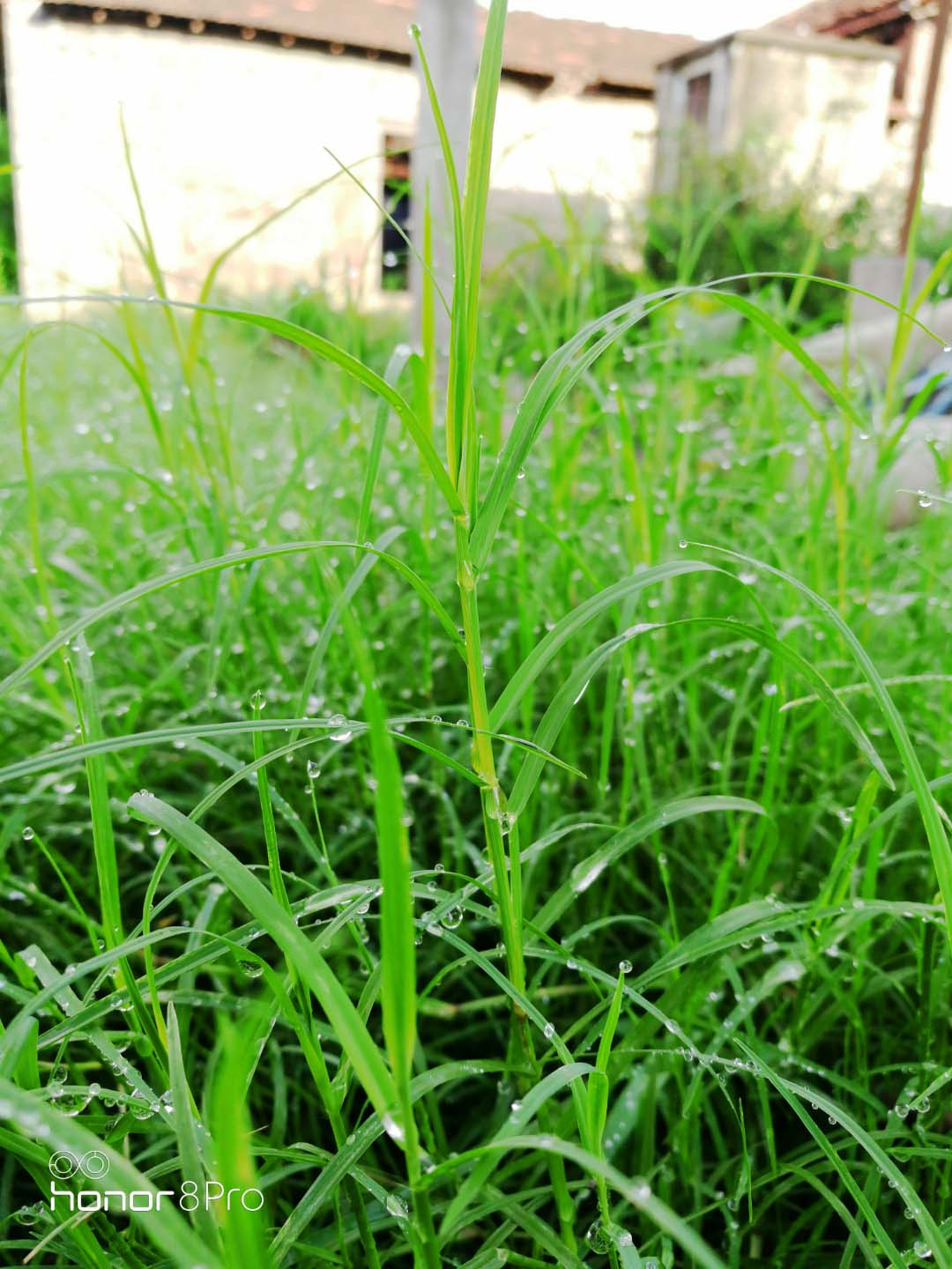 Honor-Hayranları-Tarafından-Çekilen-Şaşırtıcı-Fotoğraflar