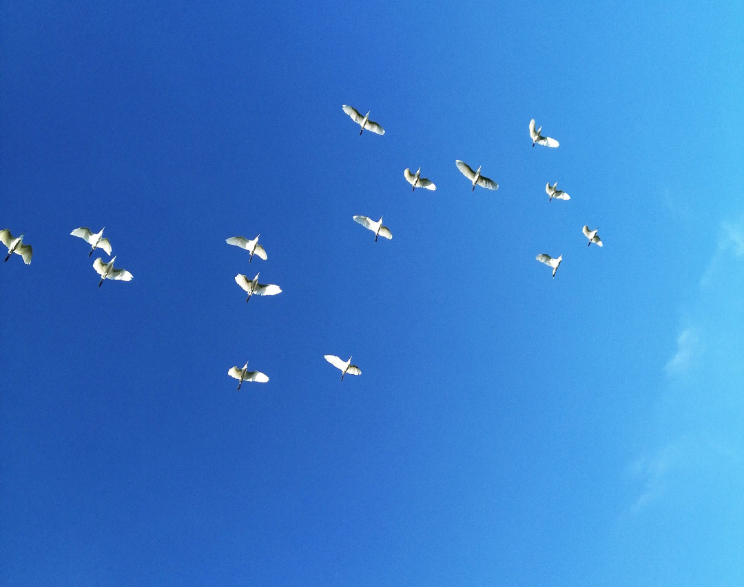 Honor-Hayranları-Tarafından-Çekilen-Şaşırtıcı-Fotoğraflar