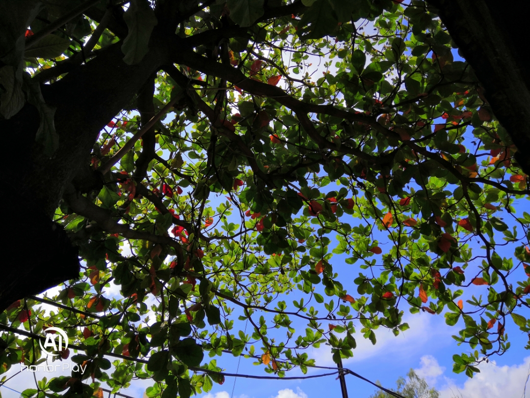 Honor-Hayranları-Tarafından-Çekilen-Şaşırtıcı-Fotoğraflar