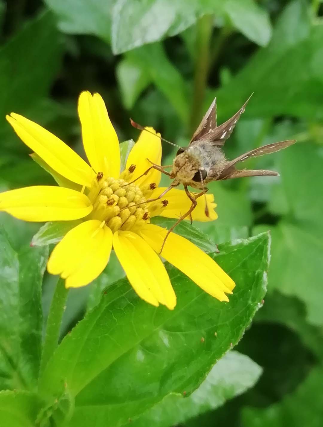 Honor-Hayranları-Tarafından-Çekilen-Şaşırtıcı-Fotoğraflar