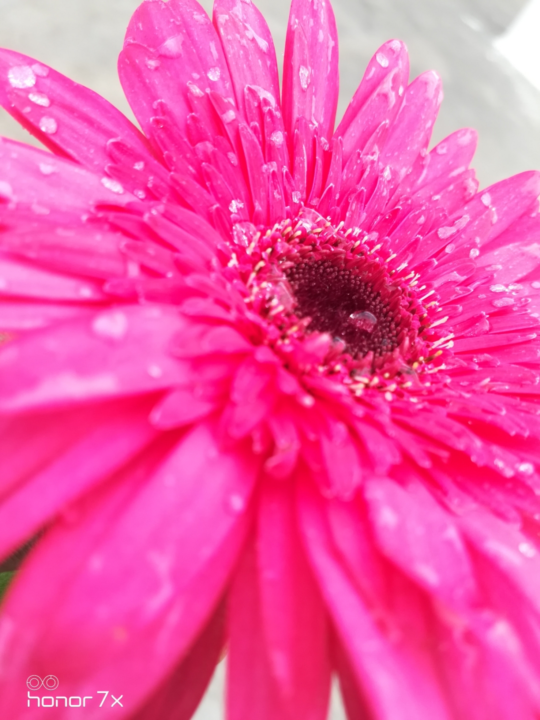 Honor-Hayranları-Tarafından-Çekilen-Şaşırtıcı-Fotoğraflar