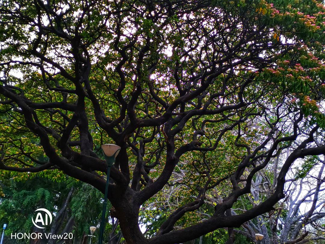 Honor-View-20nin-Farklı-Modlarla-Çekilmiş-Fotoğrafları