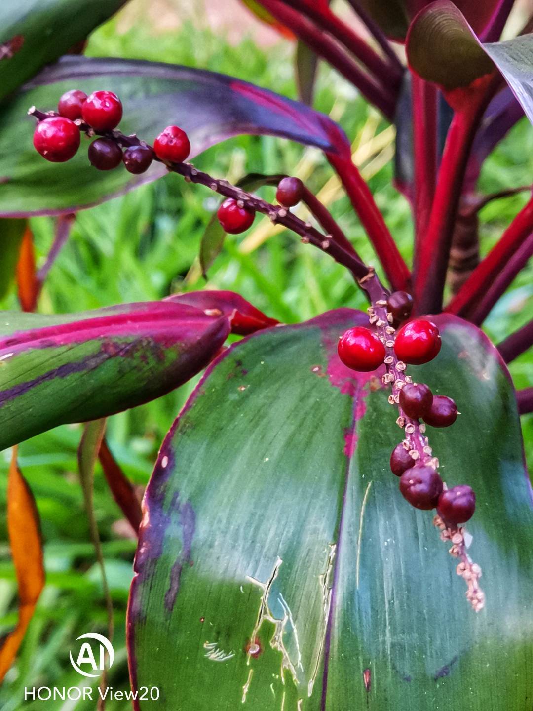 Honor-View-20nin-Farklı-Modlarla-Çekilmiş-Fotoğrafları